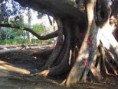 /album/tour/ficus-giardino-bellini-jpg/